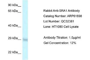 Western Blotting (WB) image for anti-Steroid Receptor RNA Activator 1 (SRA1) (Middle Region) antibody (ABIN2788871) (SRA1 antibody  (Middle Region))