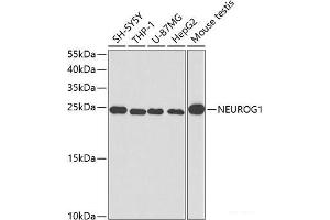Western blot analysis of extracts of various cell lines using NEUROG1 Polyclonal Antibody at dilution of 1:400. (Neurogenin 1 antibody)