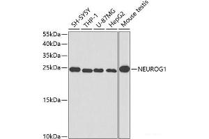 Western blot analysis of extracts of various cell lines using NEUROG1 Polyclonal Antibody at dilution of 1:400.