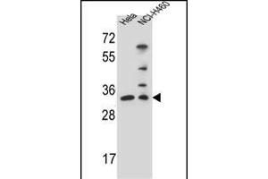 NTHL1 Antibody (Center ) (ABIN655501 and ABIN2845017) western blot analysis in Hela,NCI- cell line lysates (35 μg/lane). (Nth Endonuclease III-Like 1 (NTHL1) (AA 88-117) antibody)