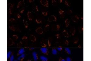 Immunofluorescence analysis of U-2 OS cells using TRAP1 Polyclonal Antibody at dilution of 1:100 (40x lens). (TRAP1 antibody)