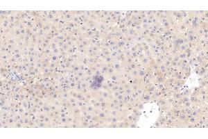 Detection of HRG in Rat Liver Tissue using Monoclonal Antibody to Histidine Rich Glycoprotein (HRG) (HRG antibody  (AA 19-525))