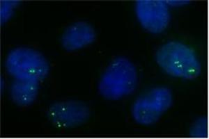 Sample Type: subnuclear bodies-paraspeckles (NONO antibody  (C-Term))