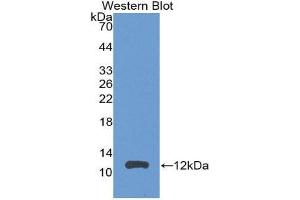 Western Blotting (WB) image for anti-Chemokine (C-C Motif) Ligand 24 (CCL24) (AA 27-119) antibody (ABIN3201484)