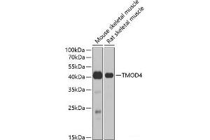 Western blot analysis of extracts of various cell lines using TMOD4 Polyclonal Antibody at dilution of 1:1000. (Tropomodulin 4 antibody)