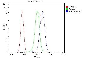 Flow Cytometry analysis of U87 cells using anti-Calpain 2 antibody (ABIN5518897).