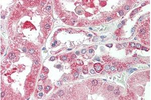 ABIN570690 (5µg/ml) staining of paraffin embedded Human Kidney. (KIF6 antibody  (Internal Region))