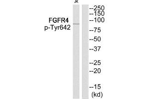Western Blotting (WB) image for anti-Fibroblast Growth Factor Receptor 4 (FGFR4) (pTyr642) antibody (ABIN1847870) (FGFR4 antibody  (pTyr642))