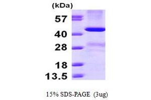 SDS-PAGE (SDS) image for Leukemia Inhibitory Factor (LIF) (AA 23-202) protein (HIS-GST) (ABIN667245)