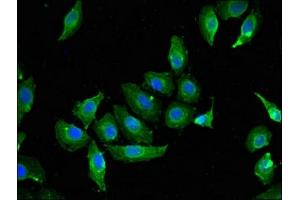 Immunofluorescent analysis of A549 cells using ABIN7147067 at dilution of 1:100 and Alexa Fluor 488-congugated AffiniPure Goat Anti-Rabbit IgG(H+L) (Caveolin 2 antibody  (AA 3-64))