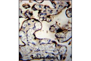 DNAJB11 Antibody (N-term) (ABIN656552 and ABIN2845814) immunohistochemistry analysis in formalin fixed and paraffin embedded human placenta tissue followed by peroxidase conjugation of the secondary antibody and DAB staining. (DNAJB11 antibody  (N-Term))