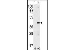 Western blot analysis of SOX2 (arrow) using rabbit polyclonal SOX2 Antibody (A30) g. (SOX2 antibody  (AA 15-43))