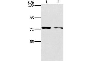 Western Blot analysis of MCF7 and hela cell using PPP1R13L Polyclonal Antibody at dilution of 1:500 (PPP1R13L antibody)
