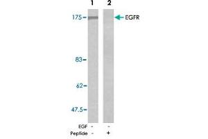 Western blot analysis of extracts from A-431 cells untreated or EGF-treated (200 ng/mL, 5 min) using EGFR polyclonal antibody . (EGFR antibody)