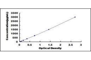 Fibulin 2 (FBLN2) ELISA Kit