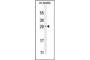 Western blot analysis of RELL2 Antibody (Center) in Mouse testis tissue lysates (35ug/lane). (RELL2 antibody  (Middle Region))
