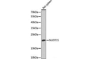 Western blot analysis of extracts of Rat spleen using NUDT15 Polyclonal Antibody at dilution of 1:1000. (NUDT15 antibody)