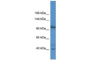 Western Blot showing AFAP1L2 antibody used at a concentration of 1. (AFAP1L2 antibody  (N-Term))