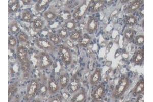 Detection of FTH in Mouse Kidney Tissue using Monoclonal Antibody to Ferritin, Heavy Polypeptide (FTH) (FTH1 antibody  (AA 1-182))