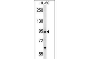 PCDHA12 Antibody (N-term) (ABIN657063 and ABIN2846227) western blot analysis in HL-60 cell line lysates (35 μg/lane). (PCDHA12 antibody  (N-Term))