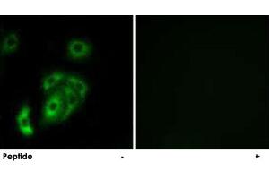 Immunofluorescence analysis of A-549 cells, using CNTN5 polyclonal antibody .