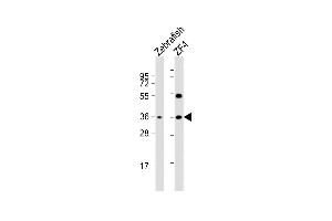 All lanes : Anti-DANRE clvs2 Antibody (C-term) at 1:2000 dilution Lane 1: Zebrafish whole cell lysate Lane 2: ZF4 whole cell lysate Lysates/proteins at 20 μg per lane.