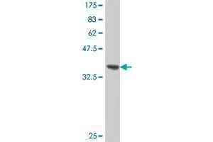 Western Blot detection against Immunogen (38. (CD300c antibody  (AA 21-130))