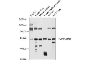 Western blot analysis of extracts of various cell lines, using TMPRSS11D antibody (ABIN6131219, ABIN6149282, ABIN6149283 and ABIN6214273) at 1:1000 dilution. (TMPRSS11D antibody  (AA 42-292))