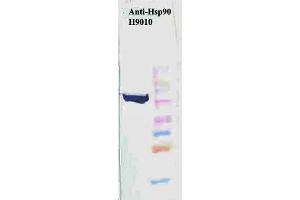 Western Blot analysis of Human HeLa cell lysates showing detection of Hsp90 protein using Mouse Anti-Hsp90 Monoclonal Antibody, Clone H9010 . (HSP90 antibody  (Biotin))