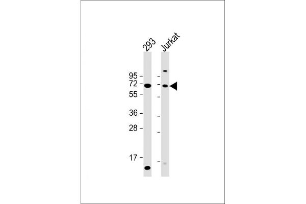 CYP2B6 antibody  (AA 235-263)