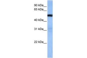 Western Blotting (WB) image for anti-TRAF3 Interacting Protein 3 (TRAF3IP3) antibody (ABIN2463305) (TRAF3IP3 antibody)