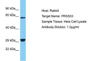 Host: Rabbit Target Name: PRSS53 Sample Type: Hela Whole Cell lysates Antibody Dilution: 1. (PRSS53 antibody  (N-Term))