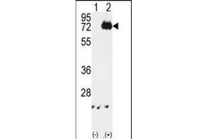 Western blot analysis of IKKalpha (arrow) using rabbit polyclonal IKKalpha Antibody (ABIN6243793 and ABIN6579033). (IKK alpha antibody)