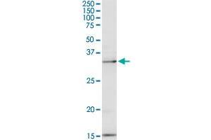 PEX19 MaxPab rabbit polyclonal antibody. (PEX19 antibody  (AA 1-299))