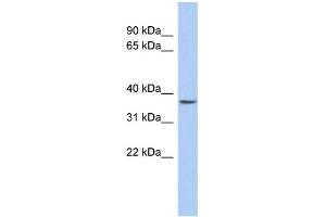 WB Suggested Anti-FOXE3 Antibody Titration: 0.