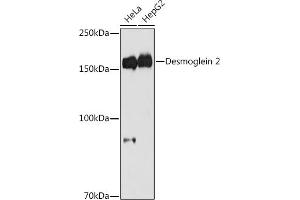 Western blot analysis of extracts of various cell lines, using Desmoglein 2 antibody (ABIN7266740) at 1:1000 dilution. (Desmoglein 2 antibody)
