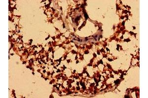 Immunohistochemistry analysis of human testis tissue using ABIN7161366 at dilution of 1:100 (NEGR1 antibody  (AA 1-196))