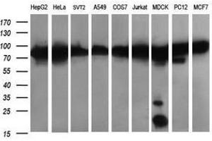 Image no. 6 for anti-Dynamin 1-Like (DNM1L) antibody (ABIN1497872) (Dynamin 1-Like antibody)