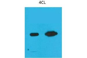 Western Blot (WB) analysis of Recombinant Nano-Tag9 Protein with Nano-Tag9 Mouse Monoclonal Antibody diluted at 1) 1:10000, 2) 1:5000. (Nano-Tag antibody)