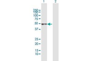 Western Blot analysis of TRAF1 expression in transfected 293T cell line by TRAF1 MaxPab polyclonal antibody.