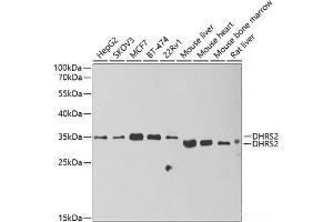 DHRS2 antibody