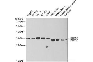 Western blot analysis of extracts of various cell lines using DHRS2 Polyclonal Antibody at dilution of 1:1000.