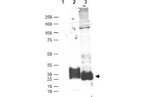 Figure. (MFAP5 antibody  (C-Term))