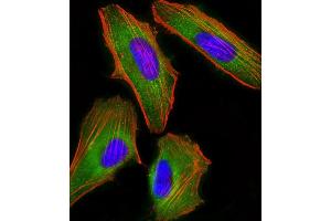 Immunofluorescent analysis of 4 % paraformaldehyde-fixed, 0. (FAM120A antibody)