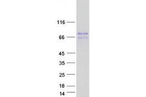 Validation with Western Blot (MID1 Protein (Transcript Variant 1) (Myc-DYKDDDDK Tag))