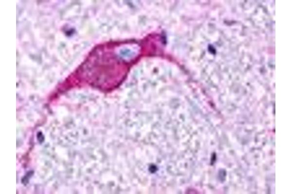 GPR174 antibody  (Extracellular Domain)