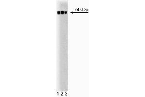 Western blot analysis of c-Raf-1 on A431 lysate. (C-Raf-1 (AA 162-378) antibody)
