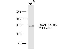 Mouse lung lysates probed with Rabbit Anti-Integrin Alpha 3 + Beta 1 Polyclonal Antibody, Unconjugated  at 1:500 for 90 min at 37˚C. (Integrin Alpha3, Beta1 (AA 976-1025) antibody)