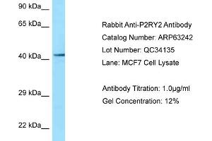 Western Blotting (WB) image for anti-Purinergic Receptor P2Y, G-Protein Coupled, 2 (P2RY2) (C-Term) antibody (ABIN971344) (P2RY2 antibody  (C-Term))