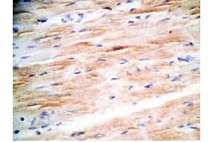 Mouse heart tissue was stained by Rabbit Anti-MCT-1 (H) Antibody (Mitocryptide-1 (MCT-1) antibody)